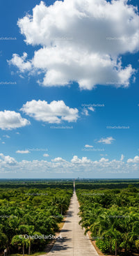 Lush Green Palm Trees and Scenic Road Under Bright Blue Sky