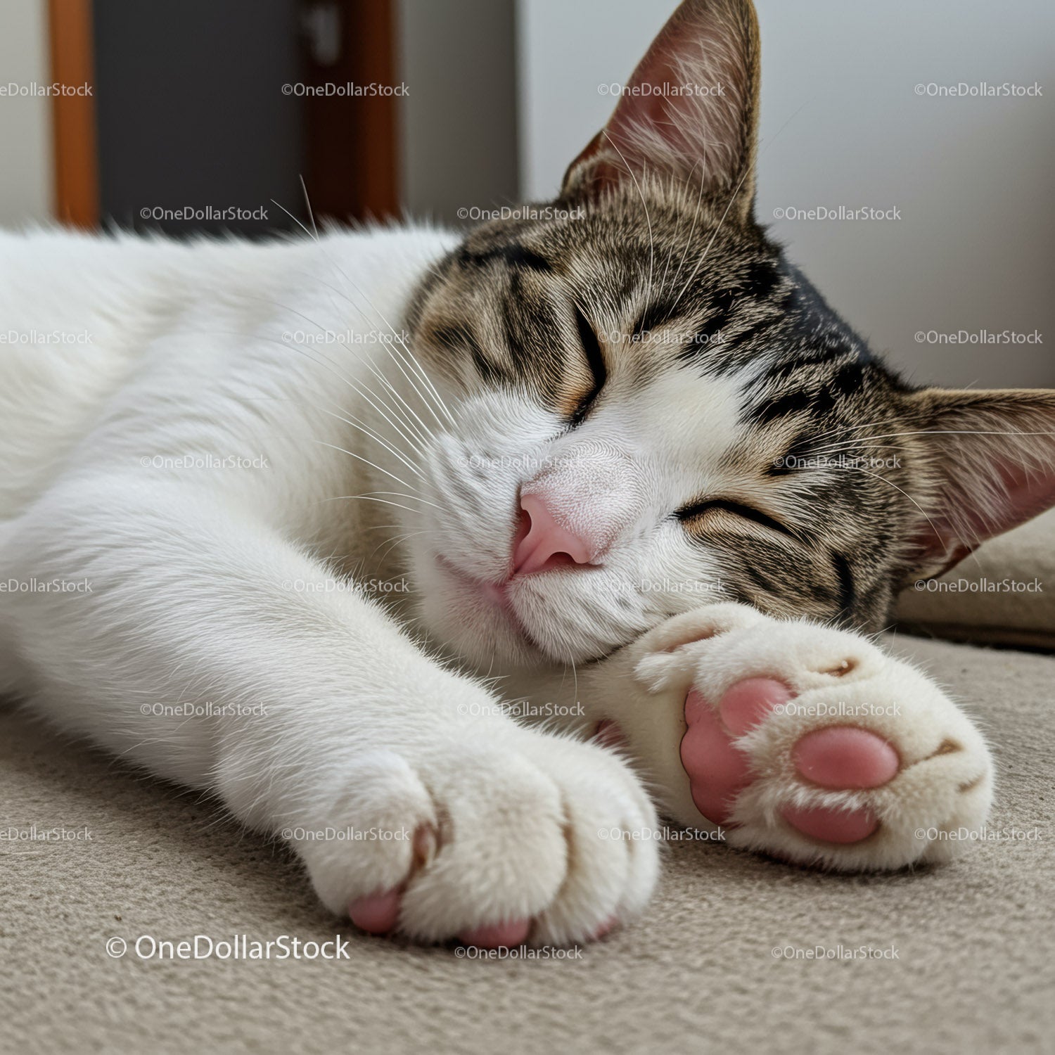 Sleeping tabby cat resting peacefully on soft carpet
