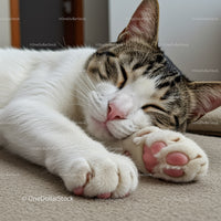 Sleeping tabby cat resting peacefully on soft carpet