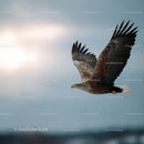 Majestic Bald Eagle in Flight Against a Blue Sky