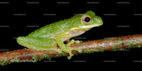 Close-up of Vibrant Green Frog Perched on Branch