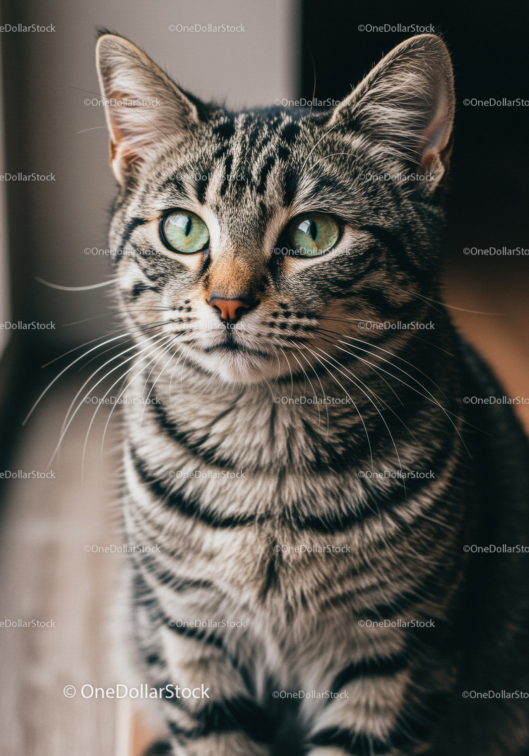 Close up of a thoughtful tabby cat with green eyes