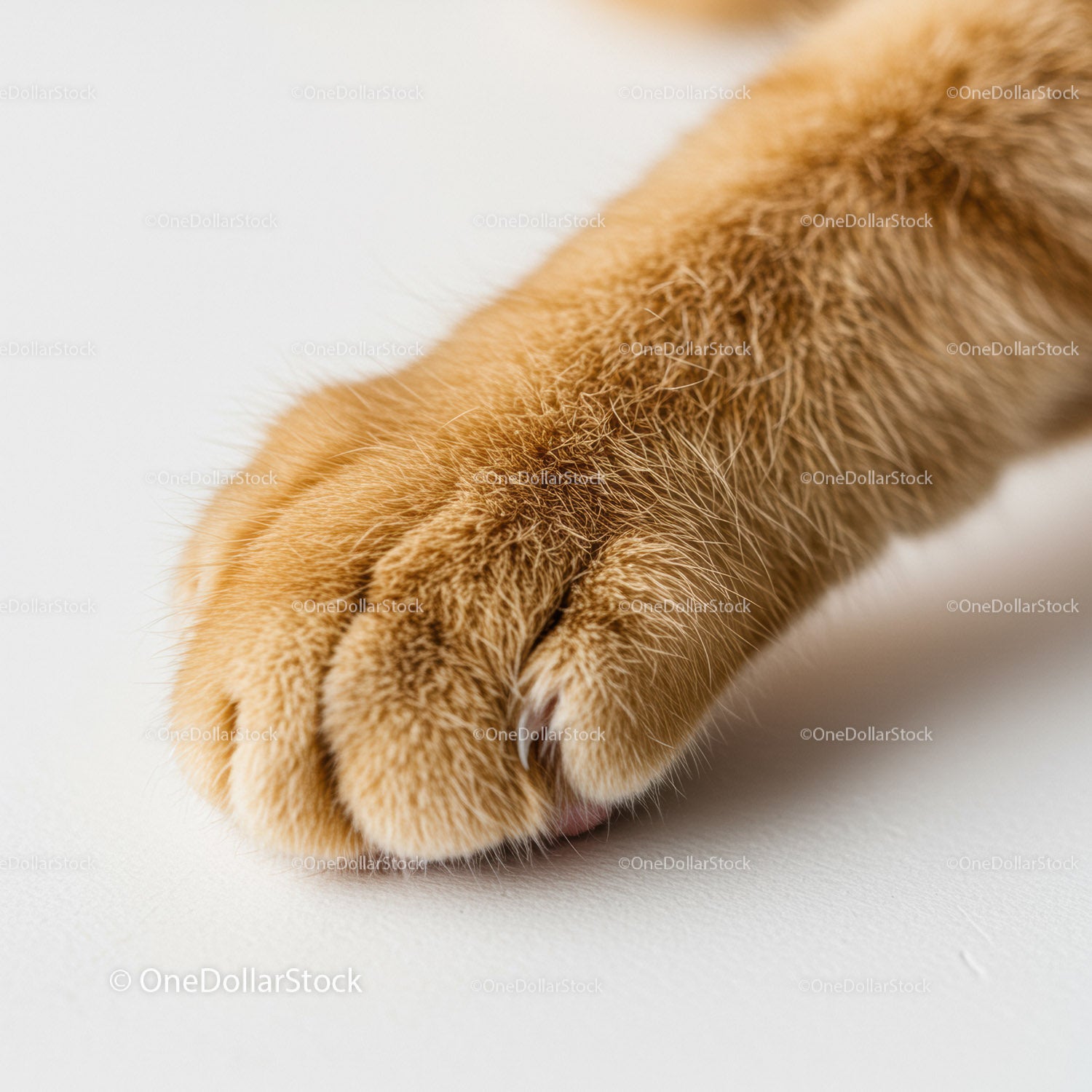 Closeup of ginger cat paw with soft fur and claws