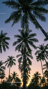 Tall Palm Trees Overlooking a Sunset Sky in a Tropical Landscape