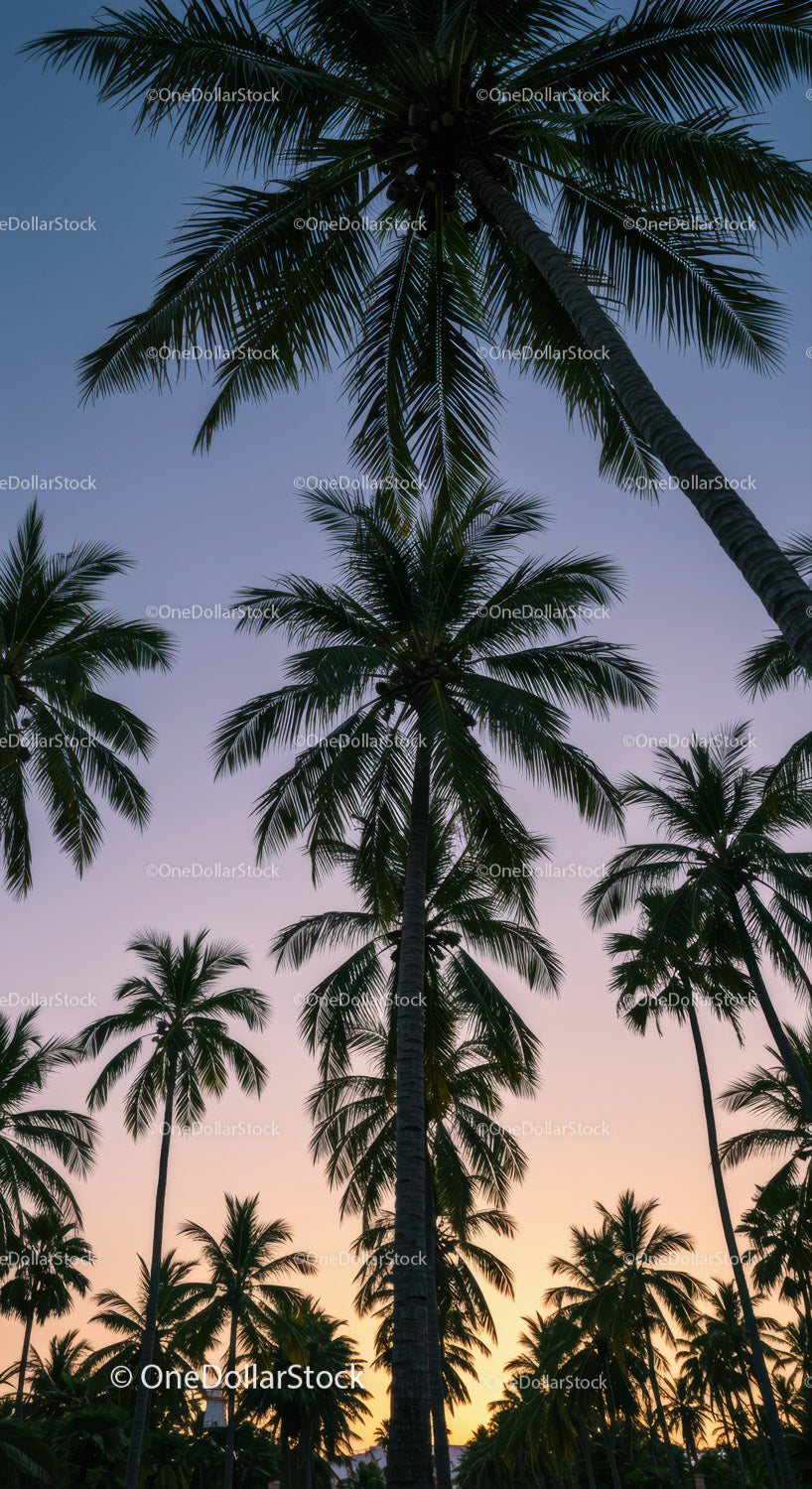 Tall Palm Trees Overlooking a Sunset Sky in a Tropical Landscape