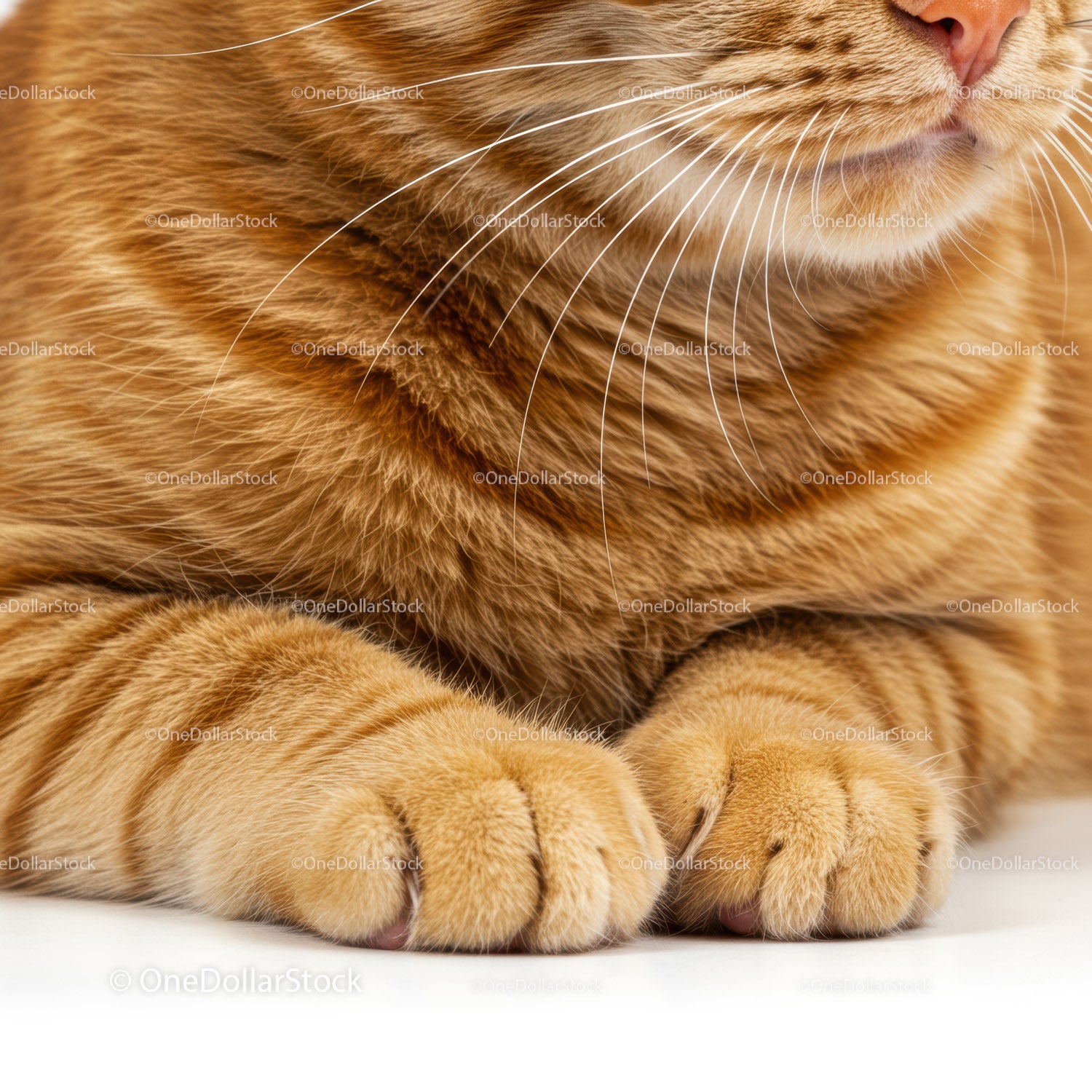Close up of relaxed ginger cat paws and whiskers