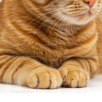 Close up of relaxed ginger cat paws and whiskers