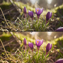 Before and after Spring Bloom LUT Pack effect