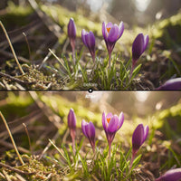 Before and after Spring Bloom LUT Pack effect