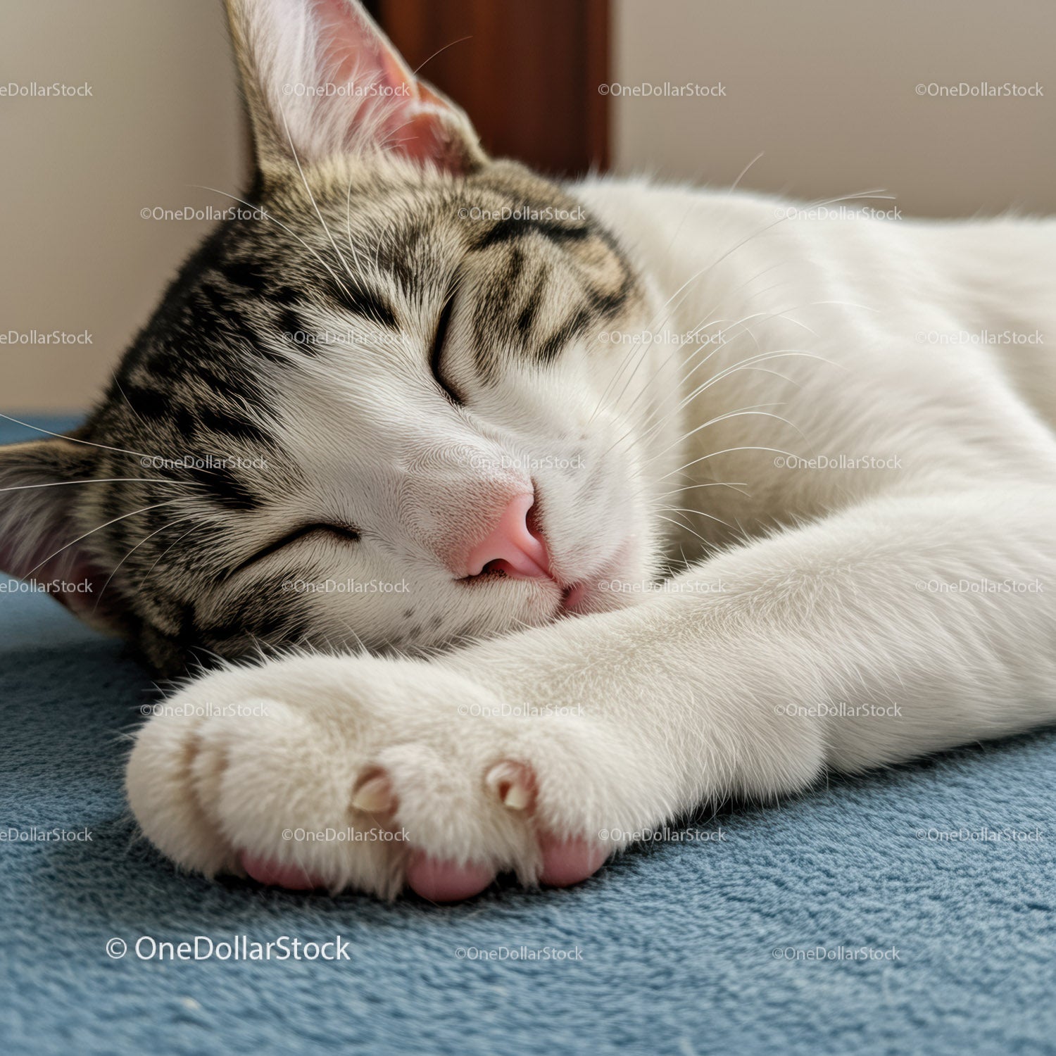 Sleeping tabby cat resting peacefully on soft blanket