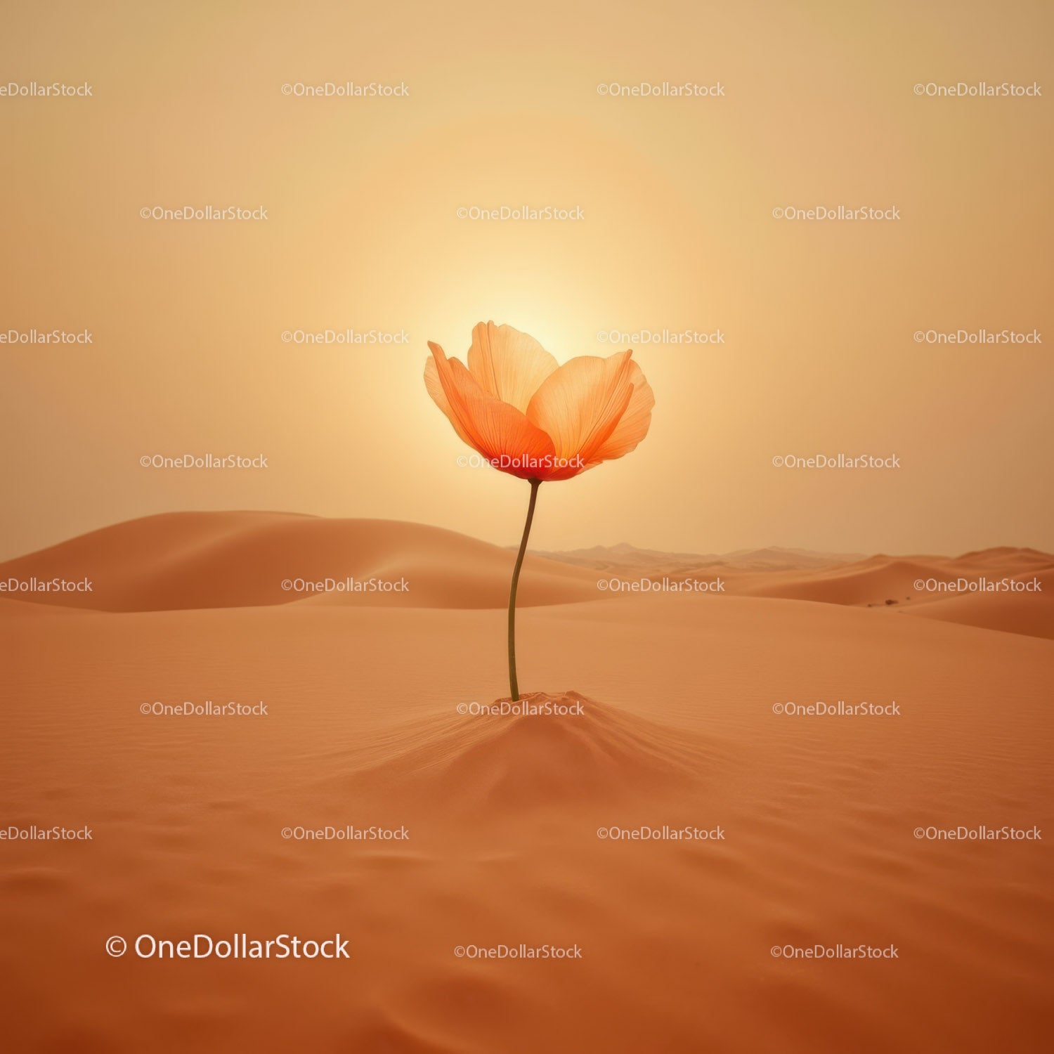 Delicate flower blooming in vast desert dunes