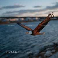 Bald Eagle in Flight Over a Freshwater River with Blurred Background