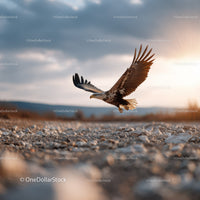 Majestic Bald Eagle in Flight Over Rocky Terrain at Sunset