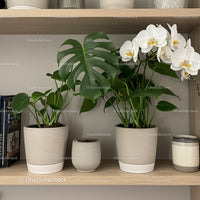 Indoor Monstera and Orchids in Modern White Pots for Elegant Home Decor