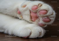 Close-up of soft white cat paws with pink pads