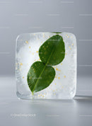Fresh green citrus leaves frozen in clear ice cube