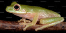 Close-up of Green Tree Frog on Branch with Big Eyes