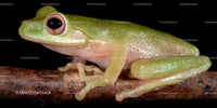 Close-up of Green Tree Frog on Branch with Big Eyes
