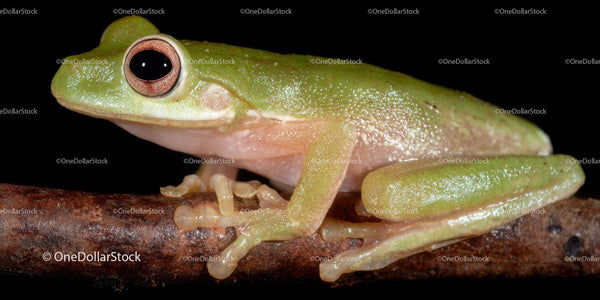 Close-up of Green Tree Frog on Branch with Big Eyes