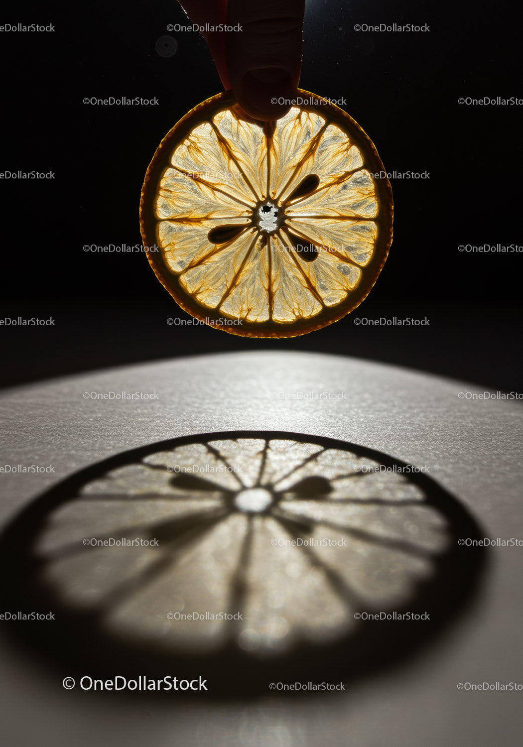 Backlit slice of dried lemon creating detailed shadow
