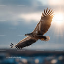 Majestic Sea Eagle Soaring in the Sky with Spread Wings