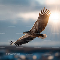 Majestic Sea Eagle Soaring in the Sky with Spread Wings