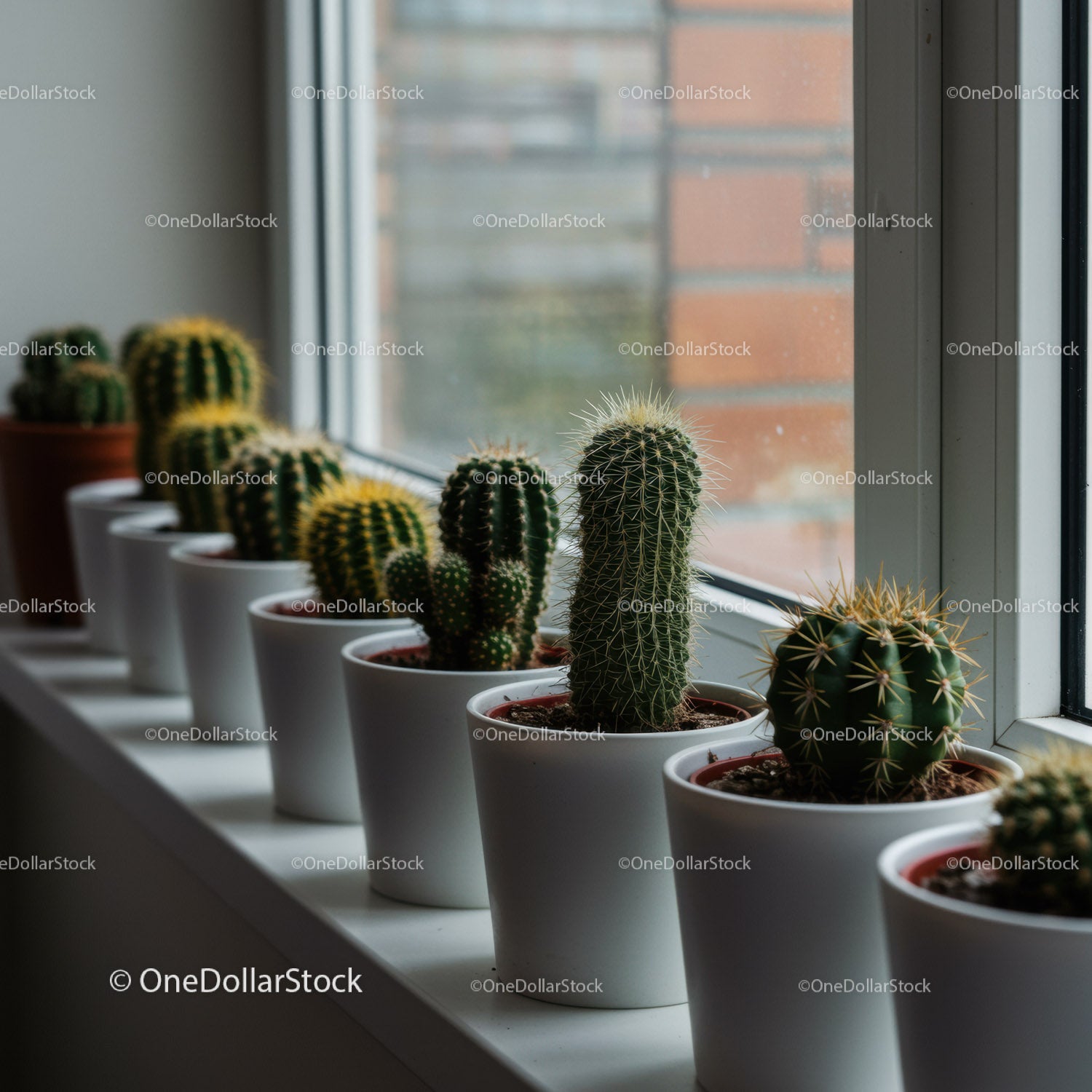 Collection of Green Cacti in White Pots on Windowsill