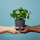 Two people exchanging green potted houseplant on blue background