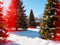 Festively Decorated Christmas Trees in Snowy Park