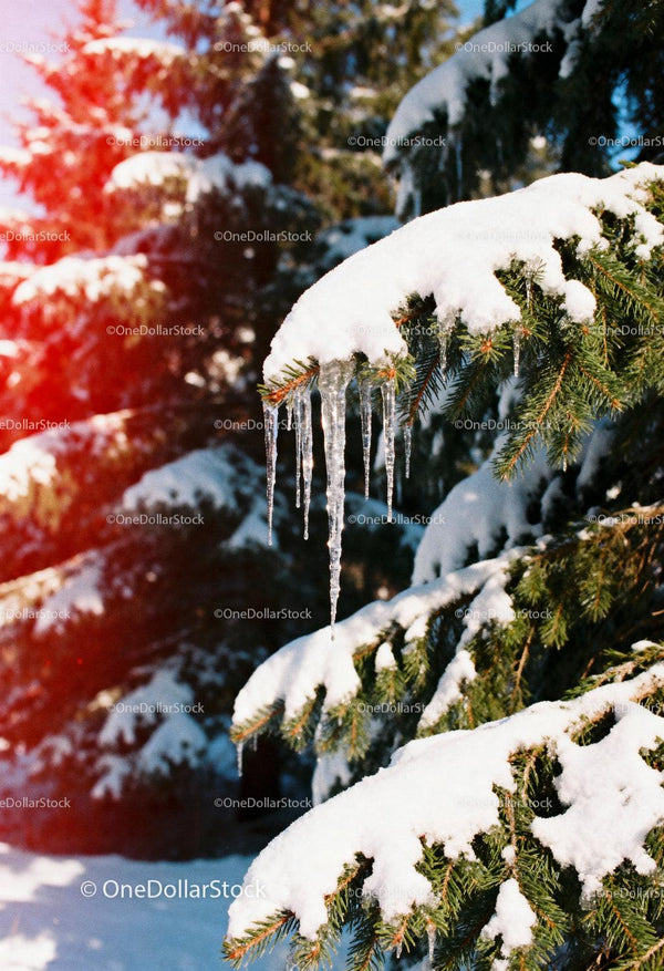Snow covered pine branch with hanging icicles