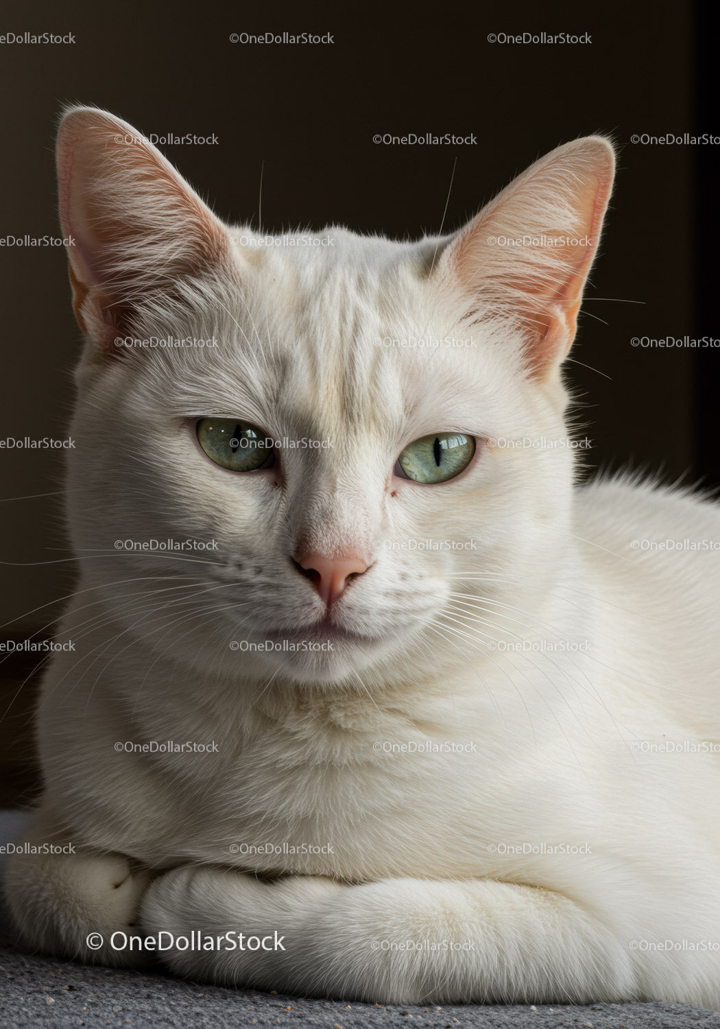 Close up of calm white cat with green eyes