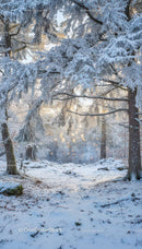 Snow-covered pine trees in peaceful winter forest