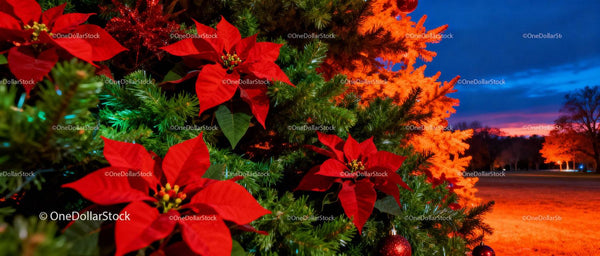 Vibrant poinsettias and glowing lights at dusk