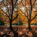 Before and after Sunlit Forest Autumn Hues LUT Pack effect