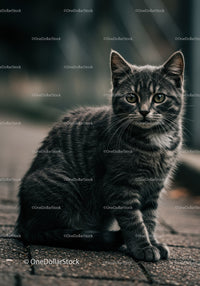 Cute tabby kitten sitting on textured pavement outdoors