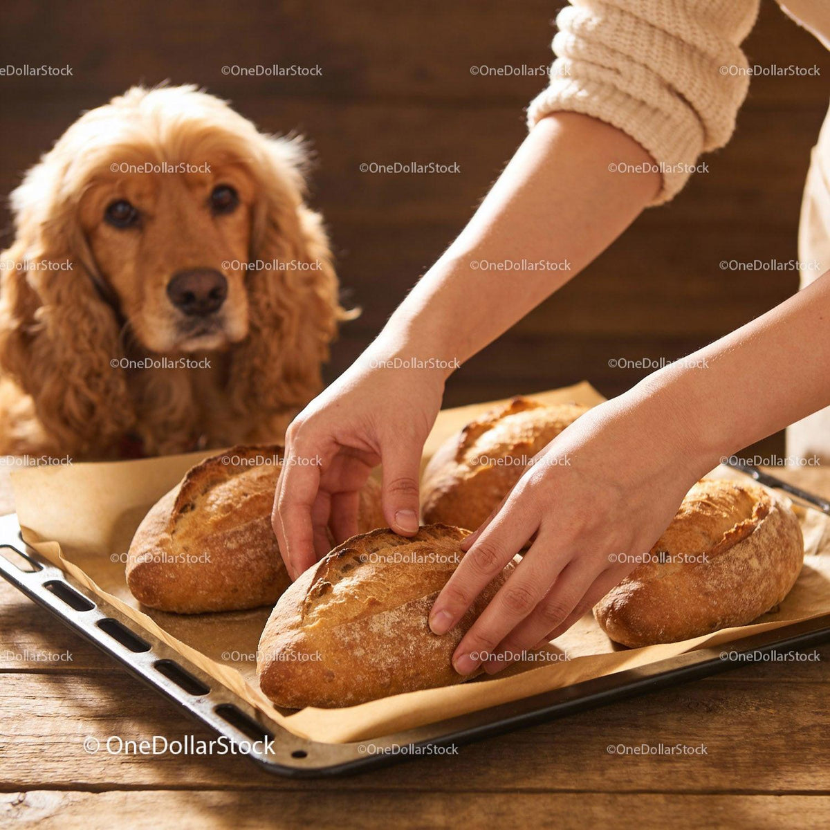 Freshly Baked Bread and Curious Dog in Warm Kitchen