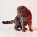 Playful Grey Tabby Cat in a Dynamic Pose with Striped Fur