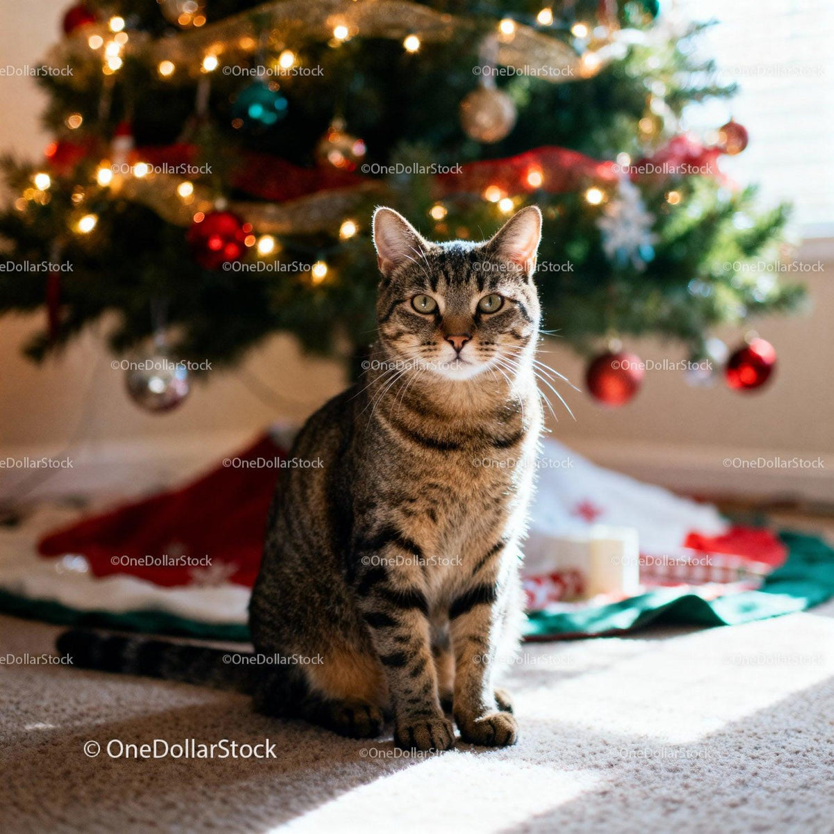Tabby cat sitting calmly near decorated Christmas tree