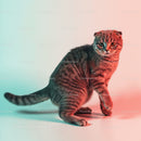 Playful Grey Tabby Cat in a Dynamic Pose with Striped Fur