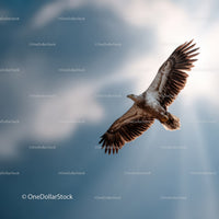 Majestic Eagle in Flight Over Cloudy Sky
