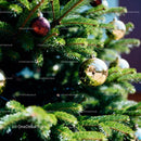 Close-up of shiny Christmas ornaments on green fir tree