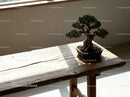 Miniature bonsai tree basking in warm sunlight on wood table