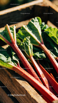 Fresh rhubarb stalks with leaves in rustic wooden crate