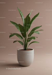 Elegant Green Houseplant in Modern Minimalist Pot for Indoor Decor