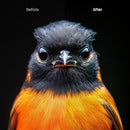 animal photography edit with Animal Portraits Lightroom presets