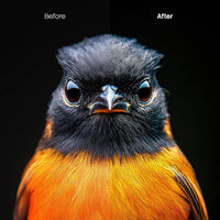 animal photography edit with Animal Portraits Lightroom presets