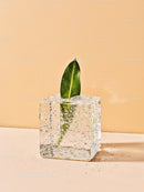 Green Leaf Encased in Sparkling Transparent Ice Cube