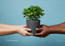 Diverse Hands Holding Green Houseplant Together