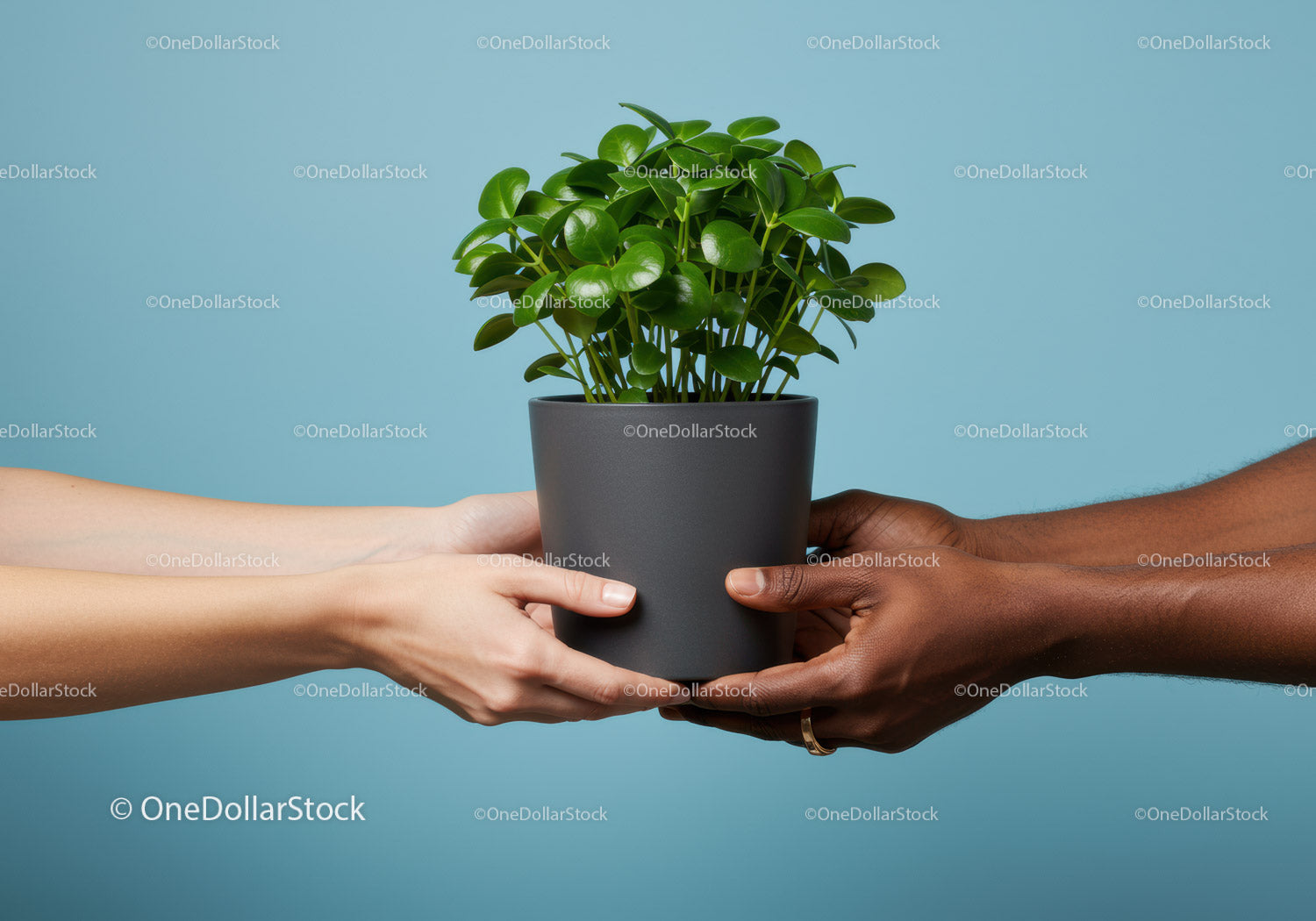 Diverse Hands Holding Green Houseplant Together