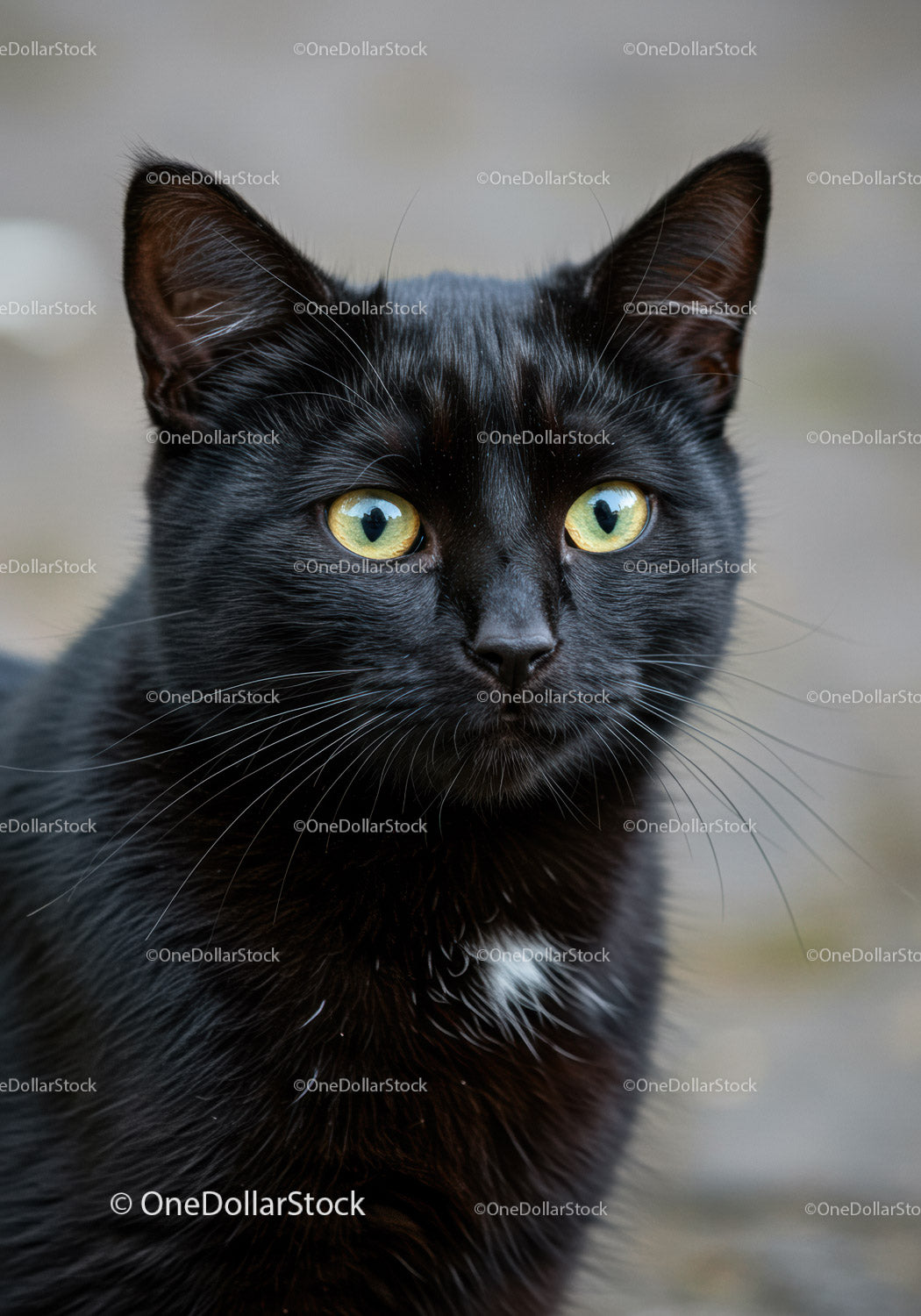 Close Up of Curious Black Cat with Green Eyes